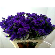 image фото Limonium Sin blue- лимониум оптом купить цветы и растения из Голландии, Германии, Италии, Испании, Дании, Эквадора, Колумбии, Азии, Африки, Израиля, Китая, Тайланда, Тайваня с доставкой по Украине в: Киев, Львов, Черкассы, Кировоград, Полтава, Ровно, Днепропетровск, Запорожье, Харьков, Кривой Рог, Днепр, Одесса, Николаев, Херсон, Умань, Кропивницкий